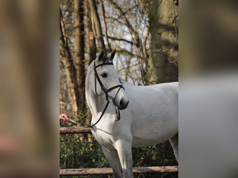 KWPN Mare 12 years 16.1 hh Grey in Asten