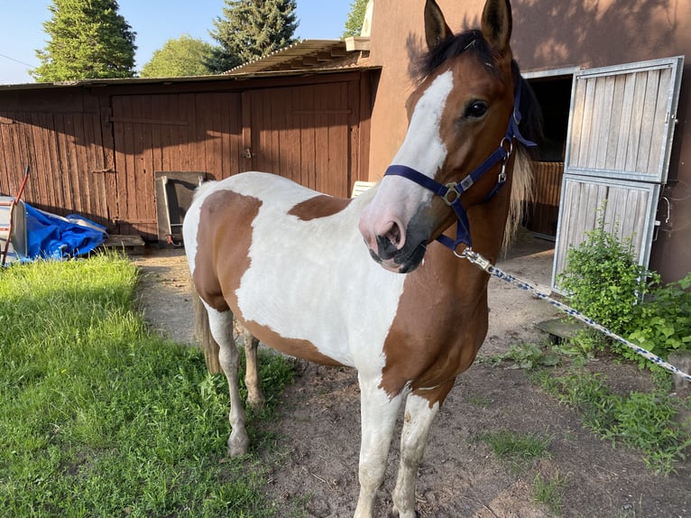 KWPN Mare 12 years 16,1 hh Pinto in Dinslaken