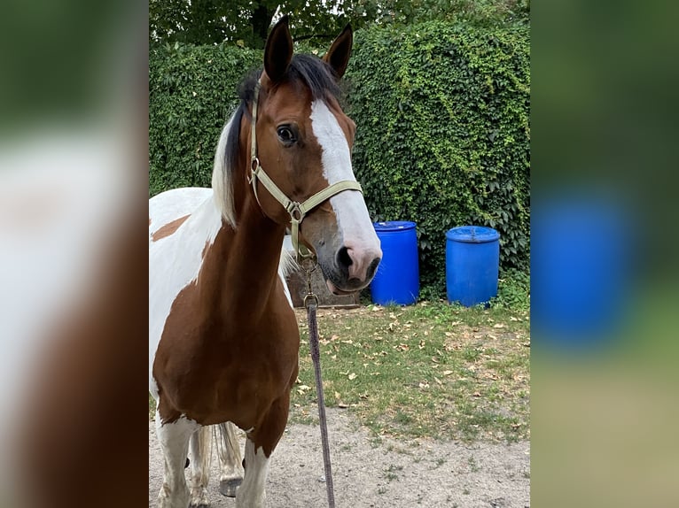 KWPN Mare 12 years 16,1 hh Pinto in Dinslaken