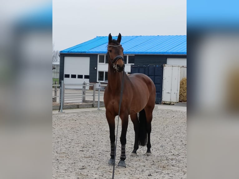 KWPN Mare 12 years 16,2 hh Brown in Lelystad