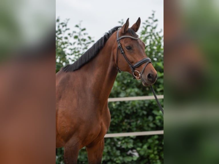 KWPN Mare 12 years 16,2 hh Brown in Lelystad