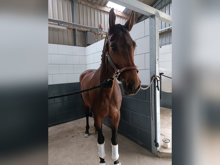 KWPN Mare 12 years 16,2 hh Brown in Lelystad