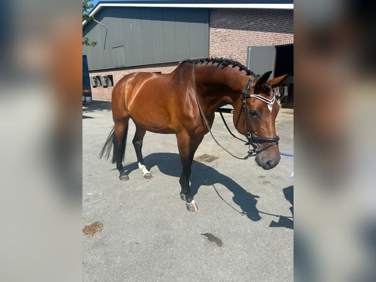 KWPN Mare 12 years 16.2 hh Brown in Wamel