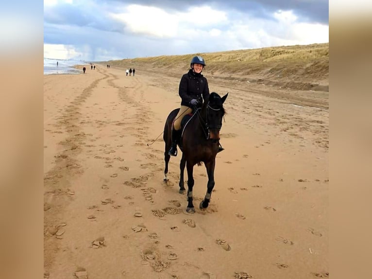 KWPN Mare 12 years 16.2 hh Smoky-Black in Rijnsburg