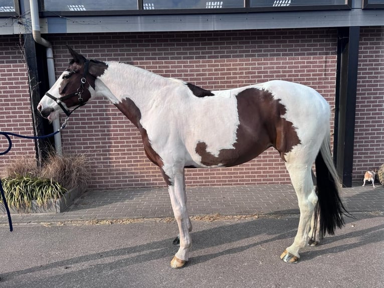 KWPN Mare 12 years 16.2 hh Tobiano-all-colors in Céreste