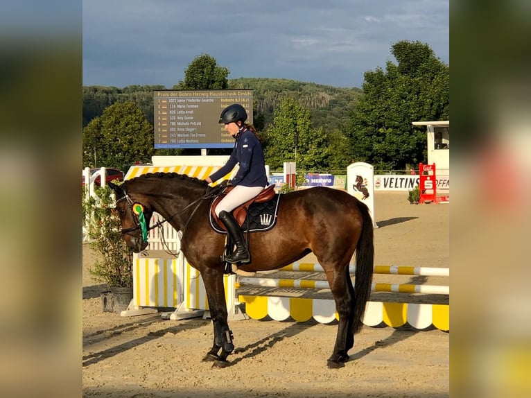 KWPN Mare 12 years 16,3 hh Bay-Dark in Arnsberg