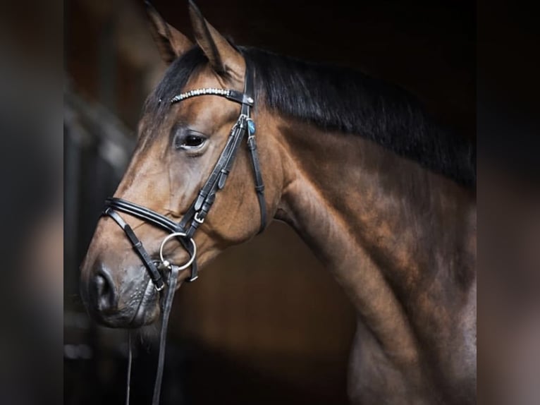 KWPN Mare 12 years 16,3 hh Bay-Dark in Arnsberg