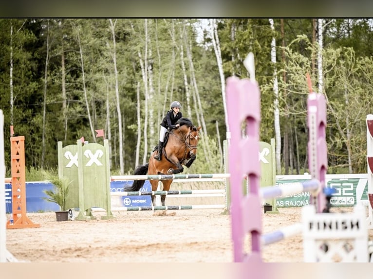 KWPN Mare 12 years 16.3 hh Bay in Inčukalns ,Siguldas novads