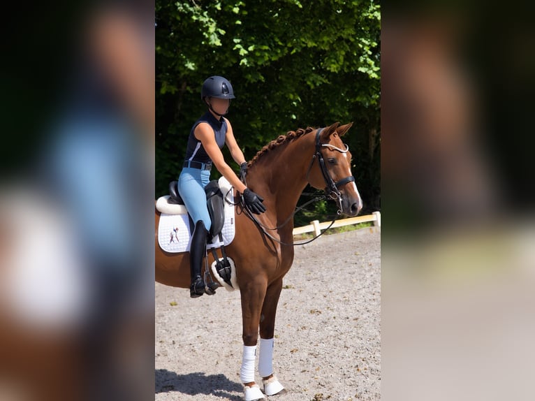 KWPN Mare 12 years 16.3 hh Chestnut-Red in Winschoten