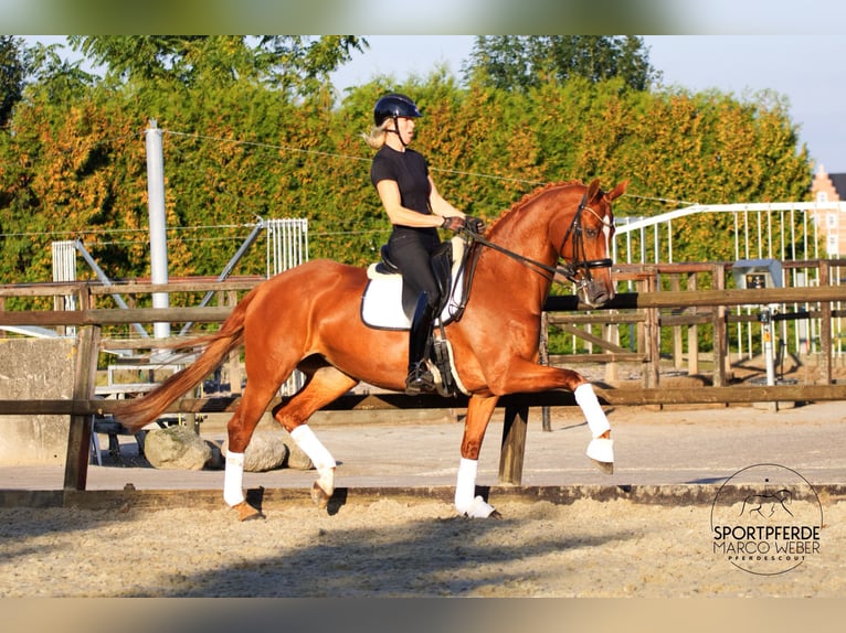 KWPN Mare 12 years 16,3 hh Chestnut-Red in Winschoten