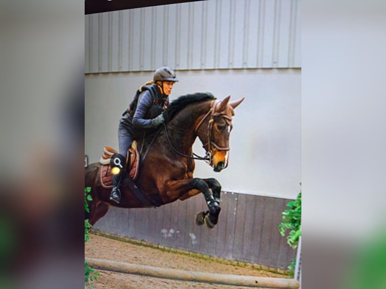 KWPN Mare 12 years 16 hh Bay-Dark in Niederkrüchten