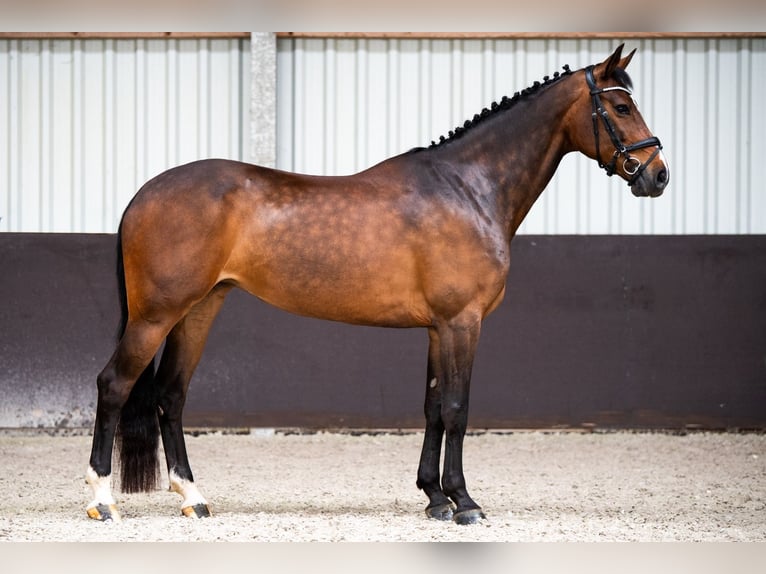 KWPN Mare 12 years 16 hh Bay-Dark in Niederkrüchten