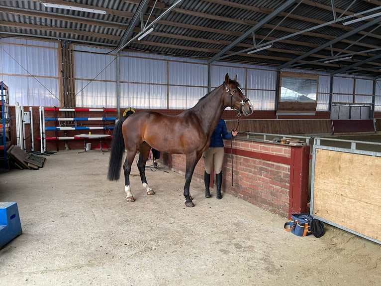 KWPN Mare 12 years 16 hh Brown in Kleve