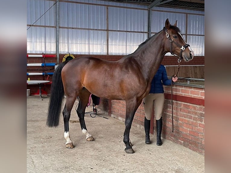 KWPN Mare 12 years 16 hh Brown in Kleve