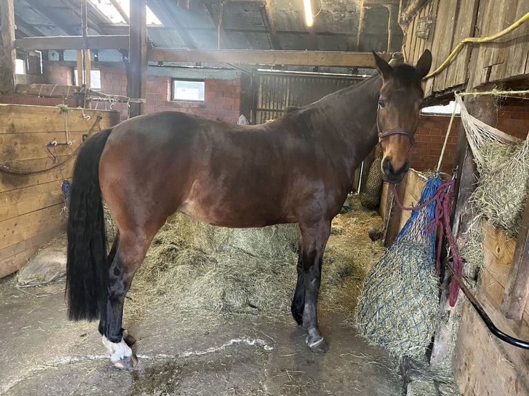 KWPN Mare 12 years 16 hh Brown in Uelsen