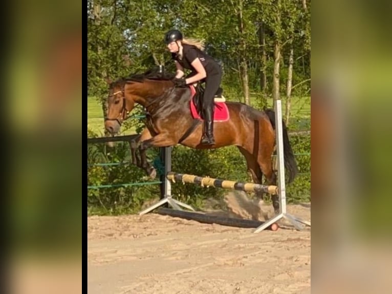 KWPN Mare 12 years 16 hh Brown in Uelsen