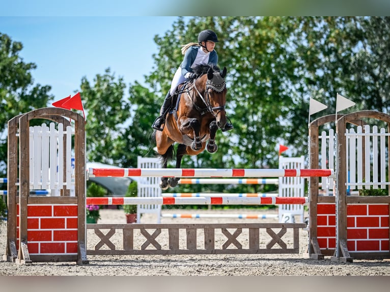 KWPN Mare 12 years 16 hh Brown in Hedingen