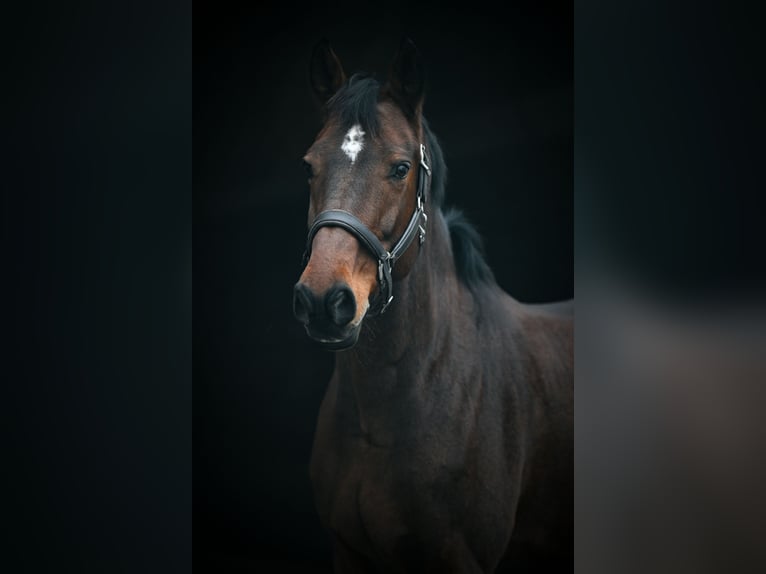 KWPN Mare 12 years 16 hh Brown in Hedingen