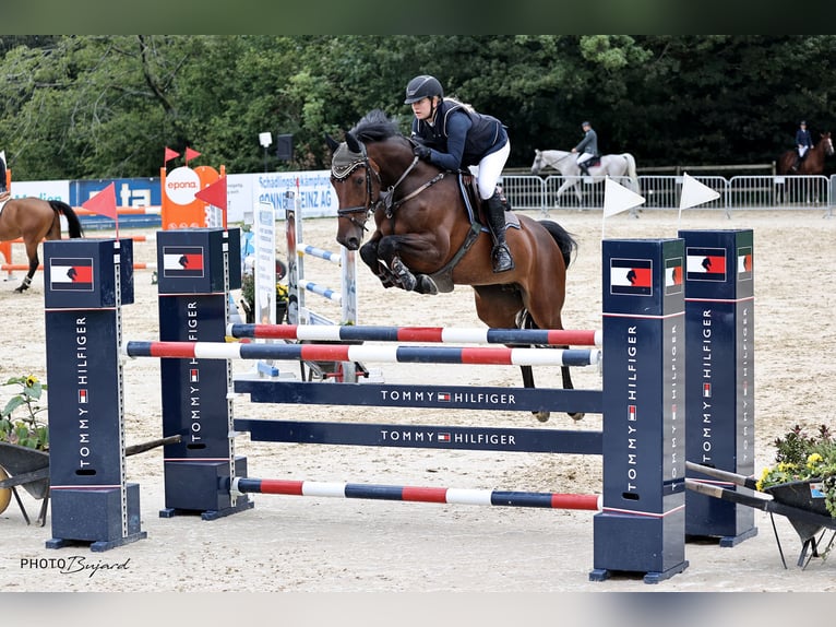 KWPN Mare 12 years 16 hh Brown in Hedingen