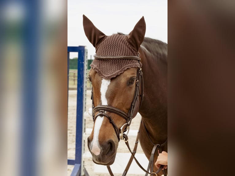 KWPN Mare 12 years 16 hh Brown in Neuenkirchen