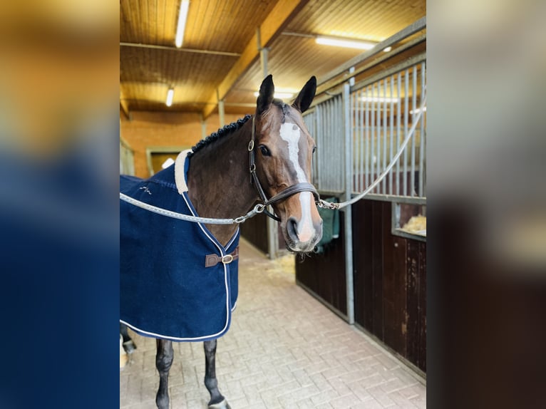 KWPN Mare 12 years 16 hh Brown in Neuenkirchen