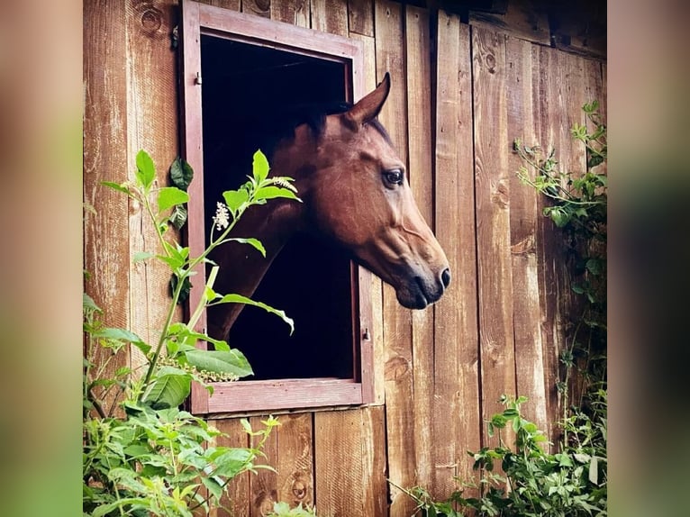 KWPN Mare 12 years 16 hh Brown in Graz Umgebung