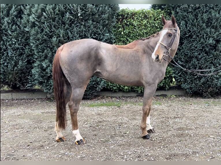 KWPN Mare 12 years 16 hh Chestnut in Oud Gastel