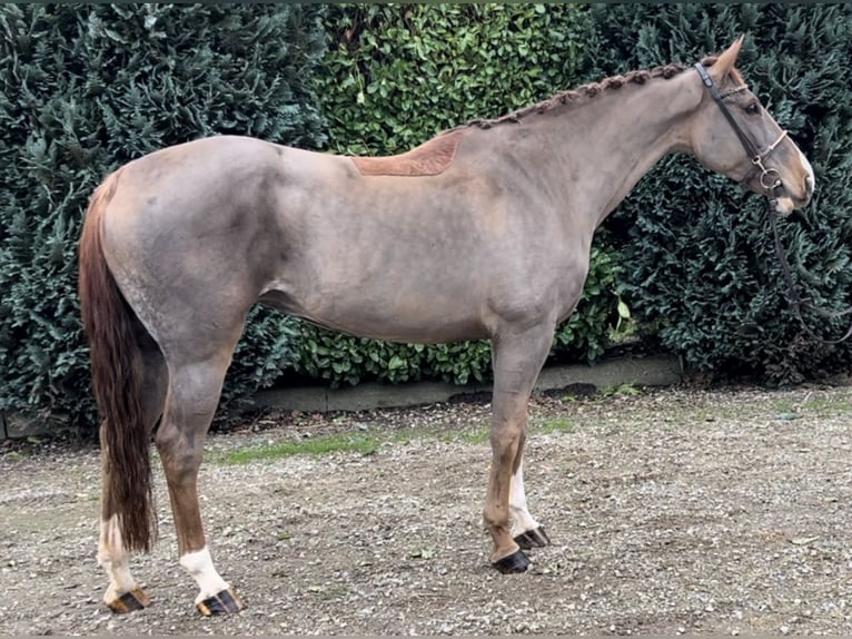 KWPN Mare 12 years 16 hh Chestnut in Oud Gastel