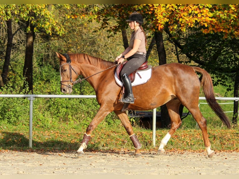 KWPN Mare 12 years 16 hh Chestnut-Red in Sindelfingen