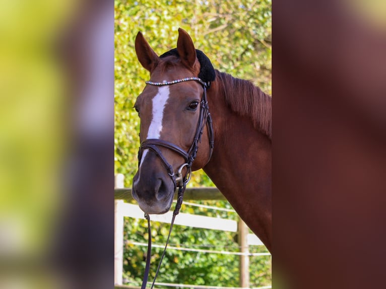 KWPN Mare 12 years 16 hh Chestnut-Red in Sindelfingen