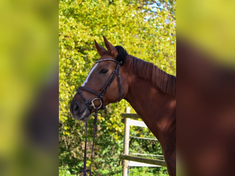 KWPN Mare 12 years 16 hh Chestnut-Red in Sindelfingen