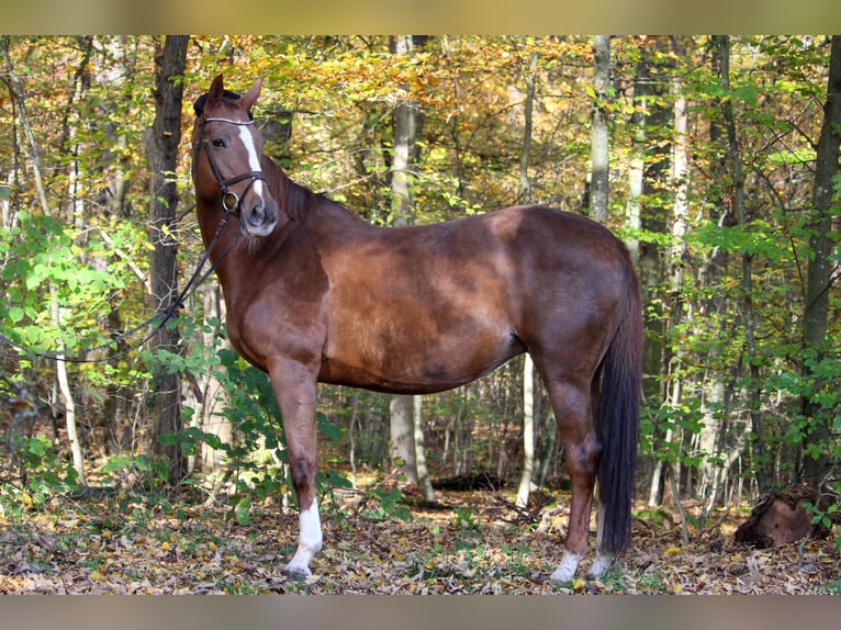 KWPN Mare 12 years 16 hh Chestnut-Red in Sindelfingen