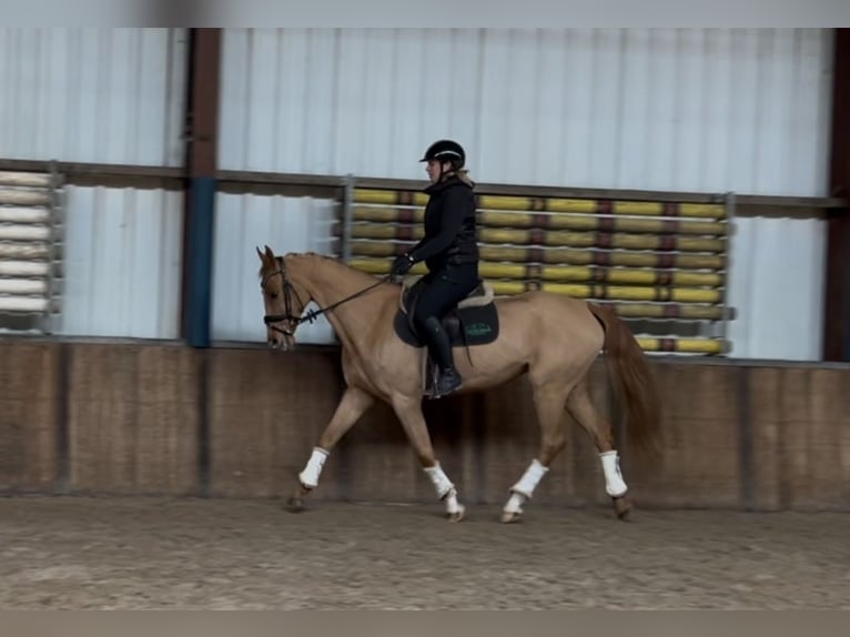 KWPN Mare 12 years 16 hh Chestnut-Red in Oud Gastel