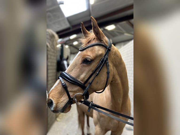 KWPN Mare 12 years 16 hh Chestnut-Red in Oud Gastel