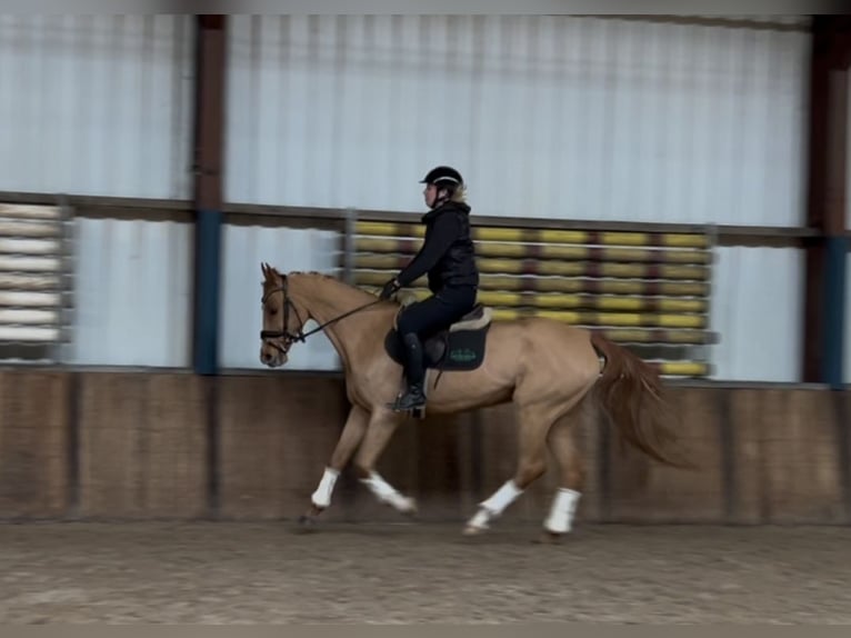 KWPN Mare 12 years 16 hh Chestnut-Red in Oud Gastel