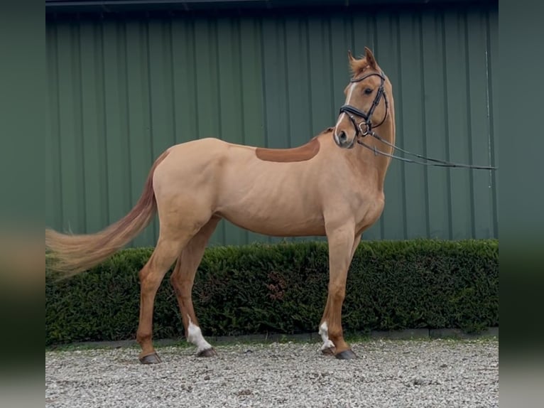 KWPN Mare 12 years 16 hh Chestnut-Red in Oud Gastel