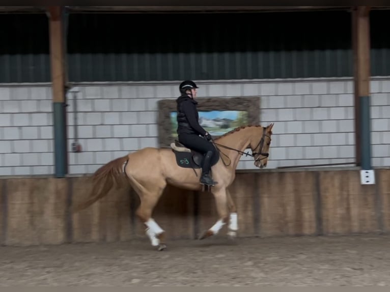 KWPN Mare 12 years 16 hh Chestnut-Red in Oud Gastel