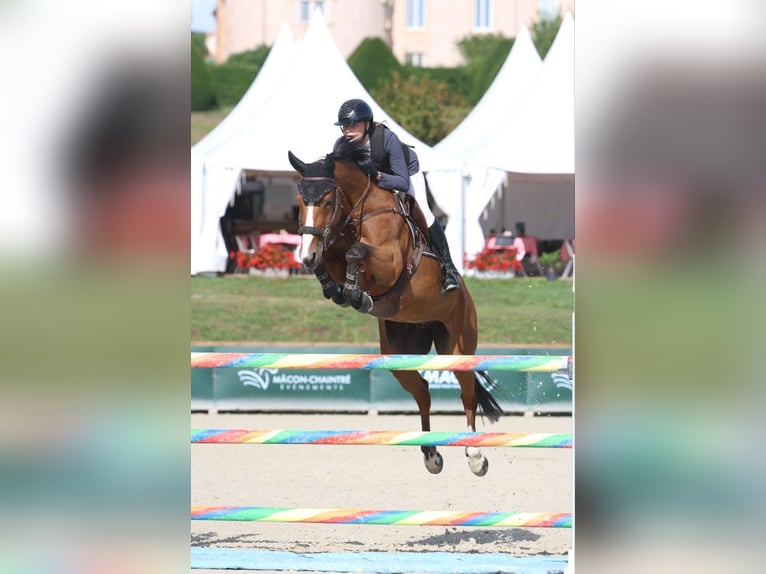 KWPN Mare 12 years 16,1 hh Brown in Grote Brogel