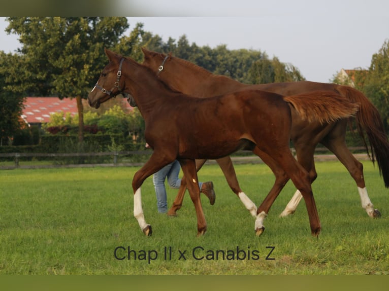 KWPN Mare 12 years 16,1 hh Chestnut-Red in De Lutte