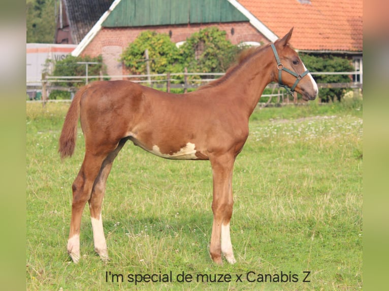 KWPN Mare 12 years 16,1 hh Chestnut-Red in De Lutte