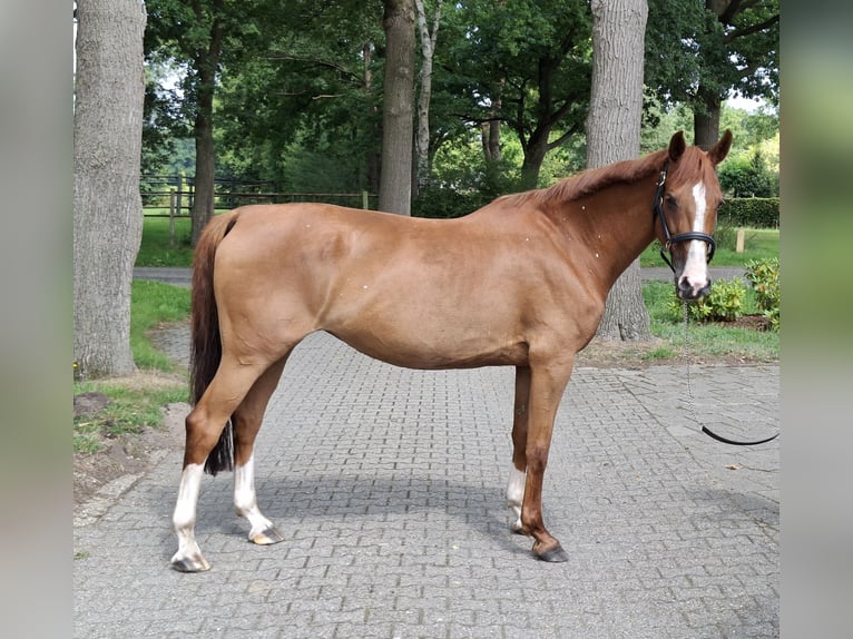 KWPN Mare 12 years 16,1 hh Chestnut-Red in De Lutte