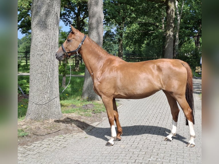 KWPN Mare 12 years 16,1 hh Chestnut-Red in De Lutte