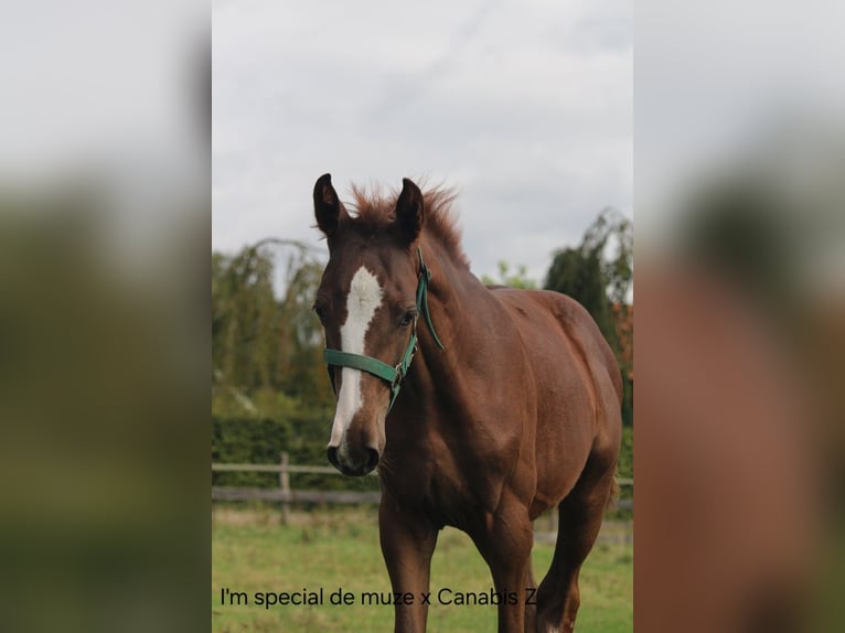 KWPN Mare 12 years 16,1 hh Chestnut-Red in De Lutte