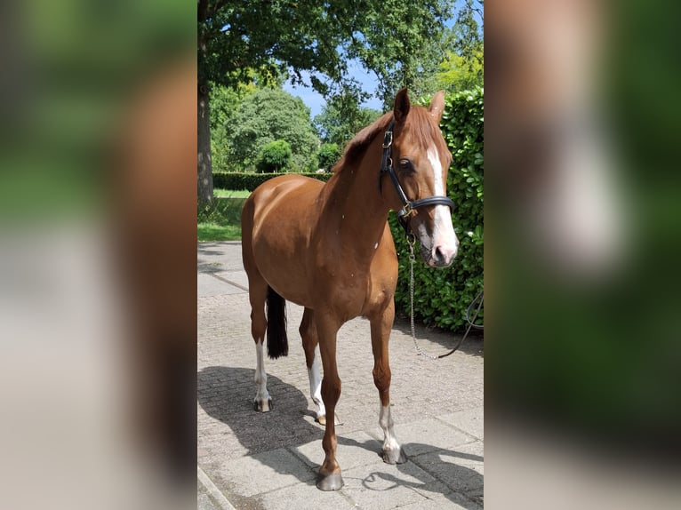 KWPN Mare 12 years 16,1 hh Chestnut-Red in De Lutte