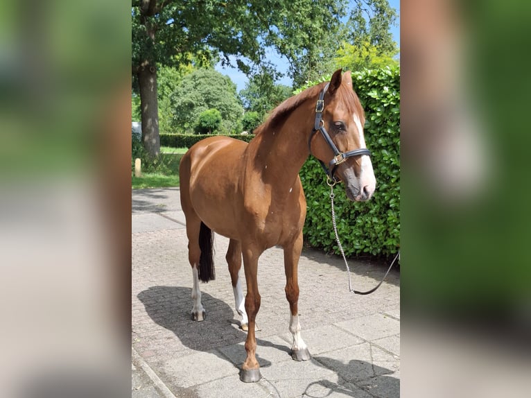 KWPN Mare 12 years 16,1 hh Chestnut-Red in De Lutte