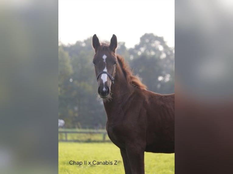 KWPN Mare 12 years 16,1 hh Chestnut-Red in De Lutte