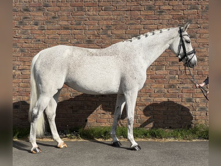 KWPN Mare 12 years 16,1 hh Gray-Fleabitten in Niederkassel