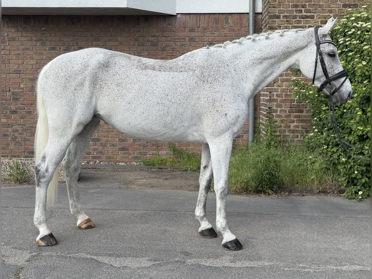 KWPN Mare 12 years 16,1 hh Gray-Fleabitten in Niederkassel