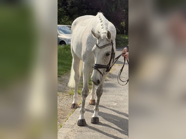 KWPN Mare 12 years 16,1 hh Gray-Fleabitten in Niederkassel