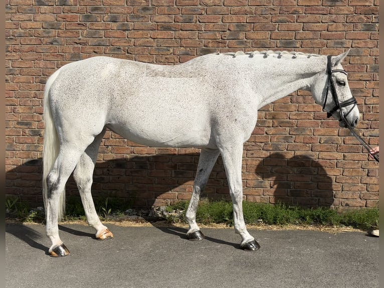 KWPN Mare 12 years 16,1 hh Gray-Fleabitten in Niederkassel